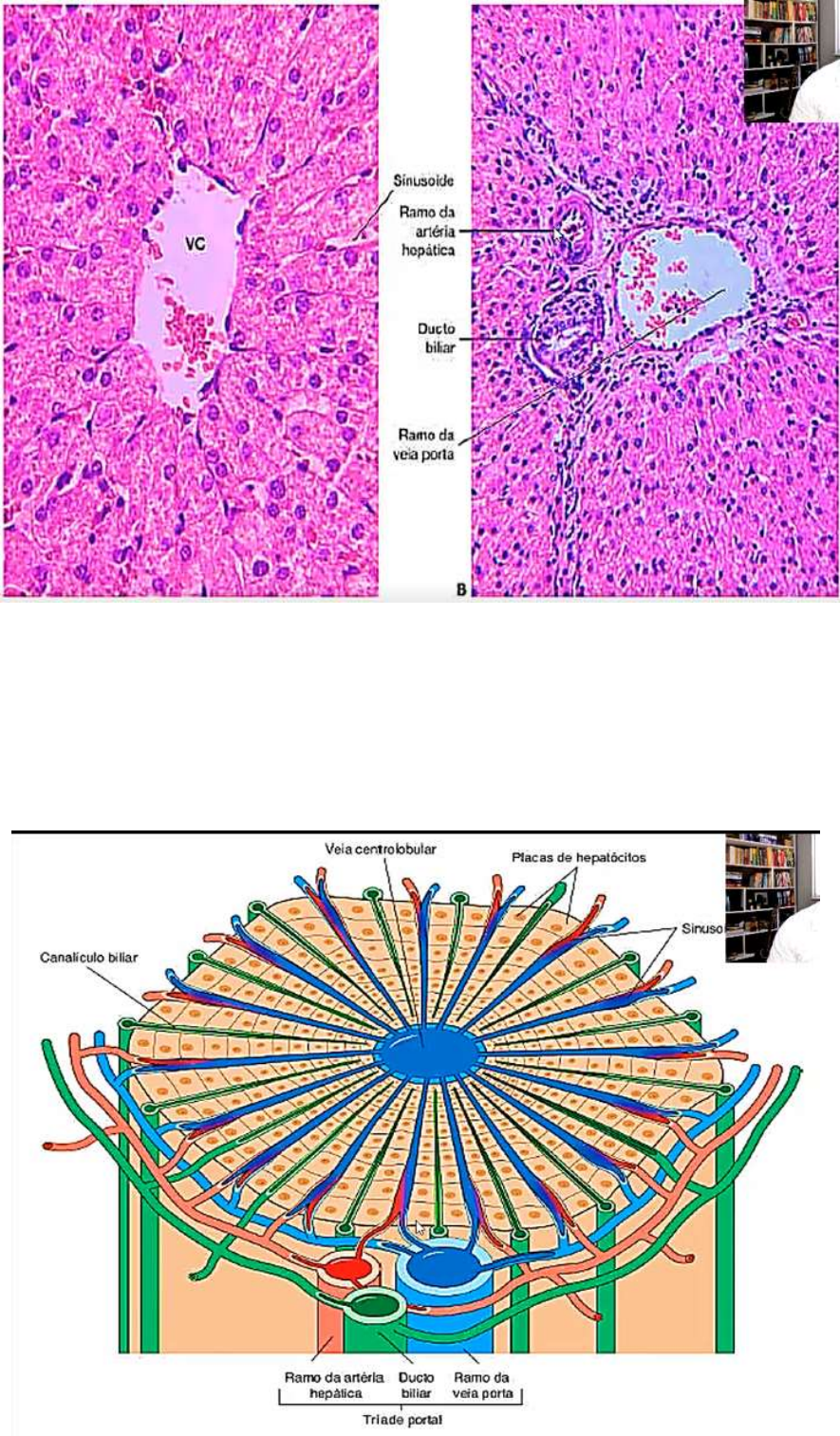 Grátis: HISTOLOGIA DAS CÉLULAS DE KUPFFER - Material Claro e Objetivo em  PDF para Estudo Rápido, image size:885x1513