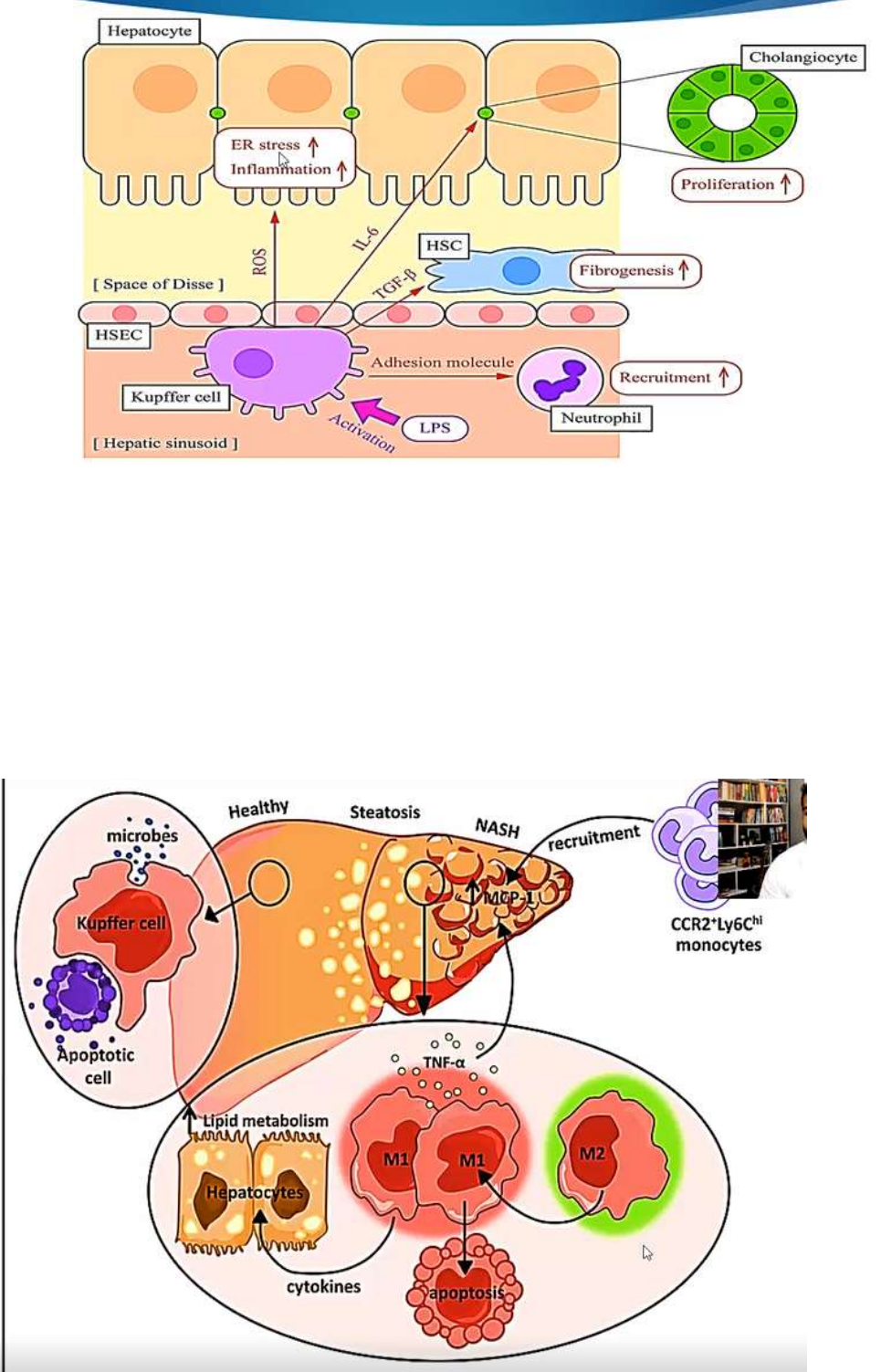 Grátis: HISTOLOGIA DAS CÉLULAS DE KUPFFER - Material Claro e Objetivo em  PDF para Estudo Rápido, image size:965x1503