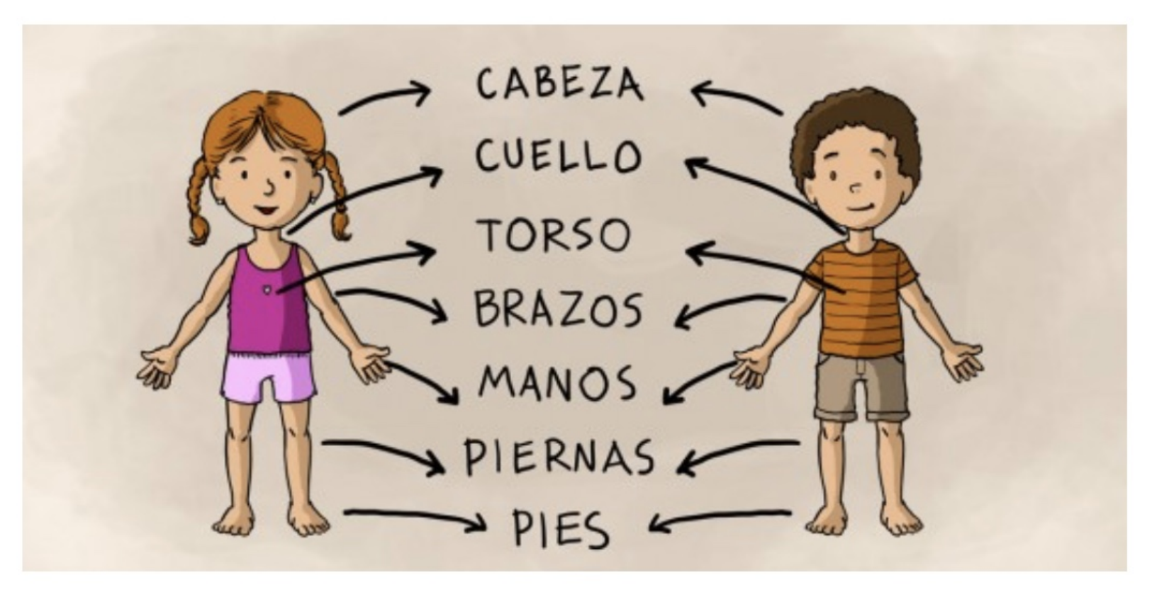 Partes do corpo em Espanhol - Espanhol