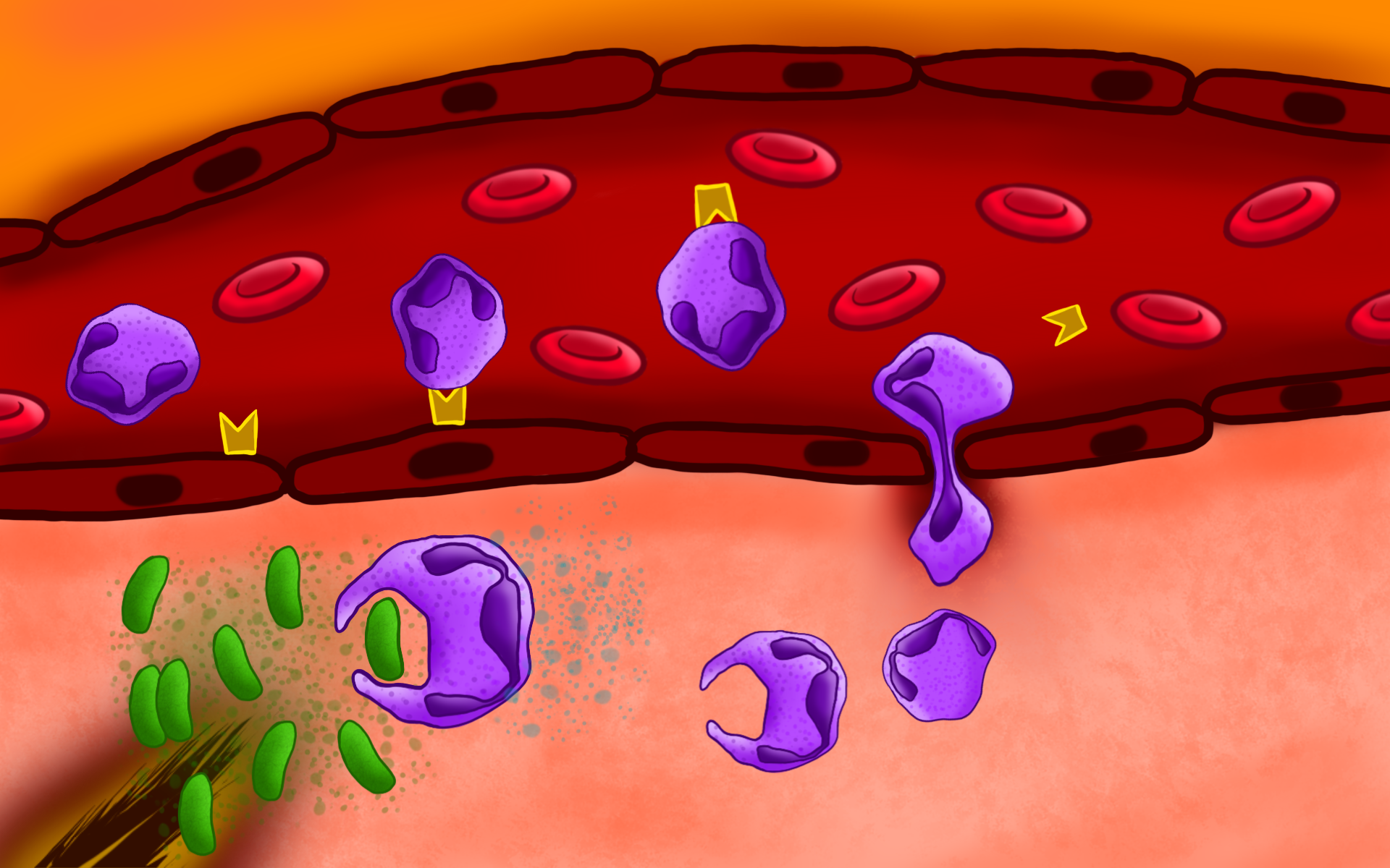 Esquema Inflamação Aguda Imunologia Veterinária