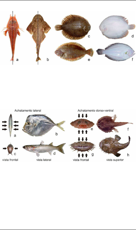 Morfologia E Anatomia Dos Peixes - Animais Silvestres - 8