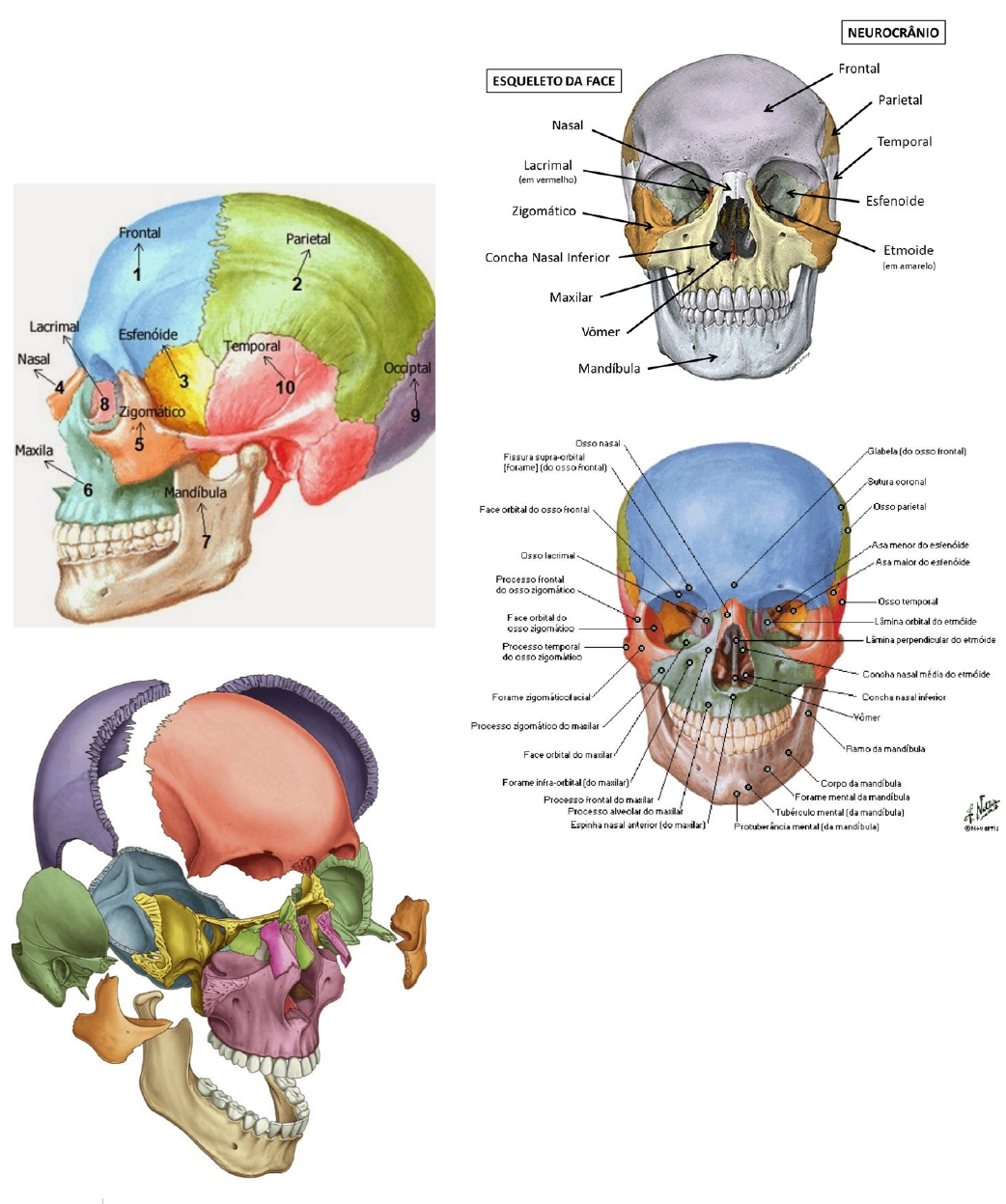Esqueleto: o que é, anatomia, ossos e função - Enciclopédia
