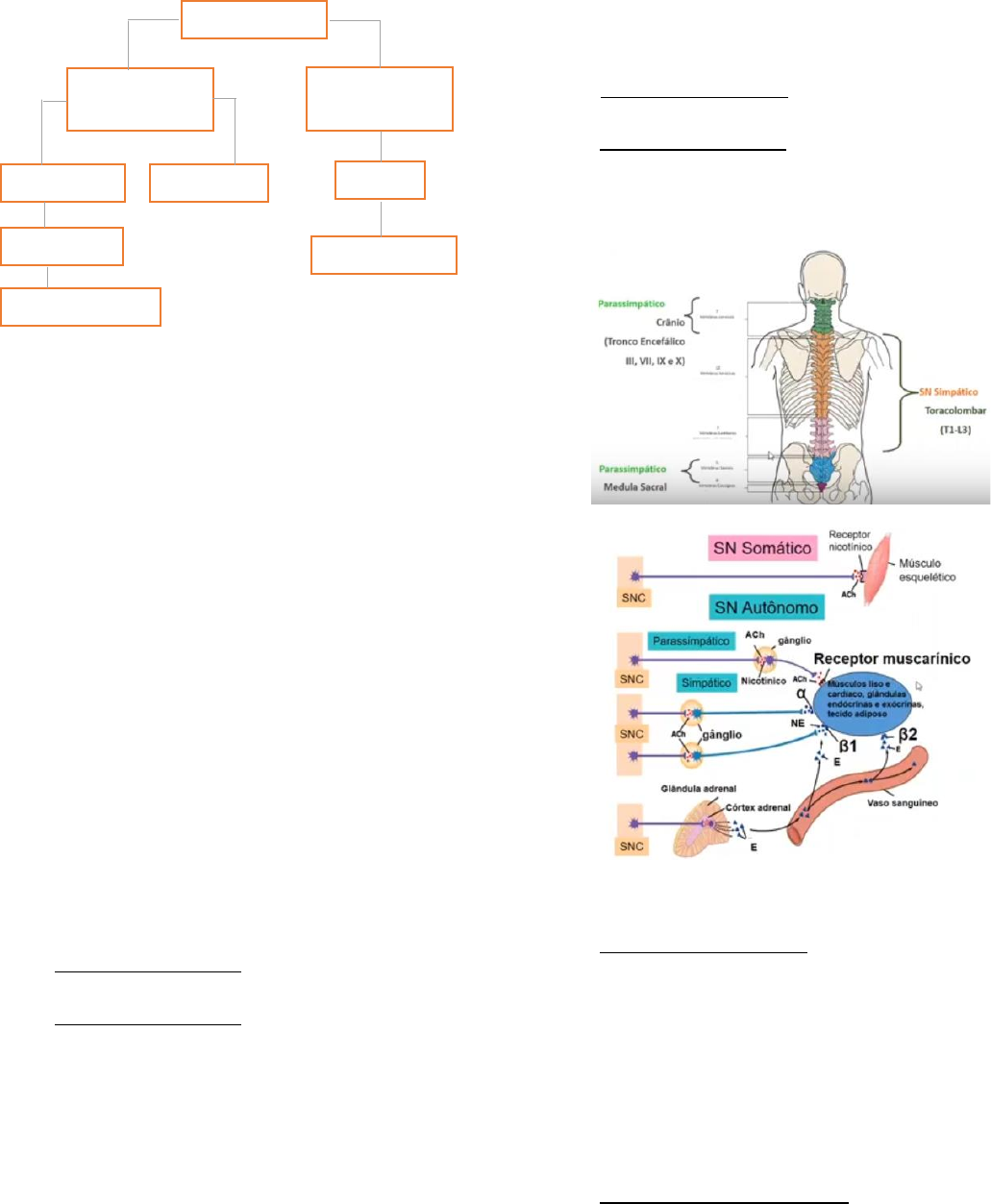 Fi aula-5-farmacologia-sna-completo