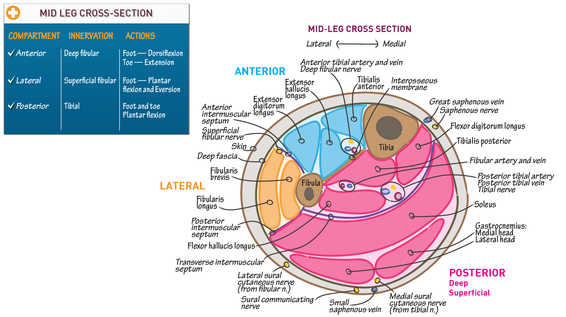 Compartimentos da perna com m sculos anatomia i