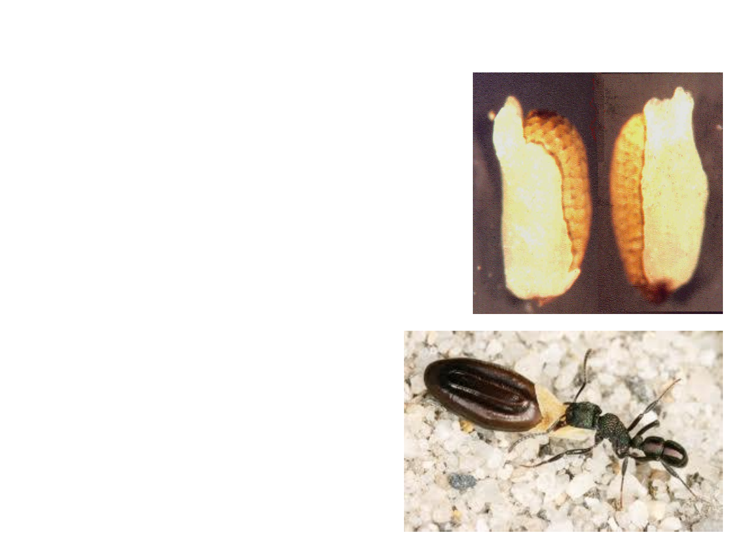 Germinação, superação da dormência de sementes e dispersão endozoocórica  por bovinos de espécies nativas de pastagens naturais - Azevedo - Austral  Ecology - Wiley Online Library