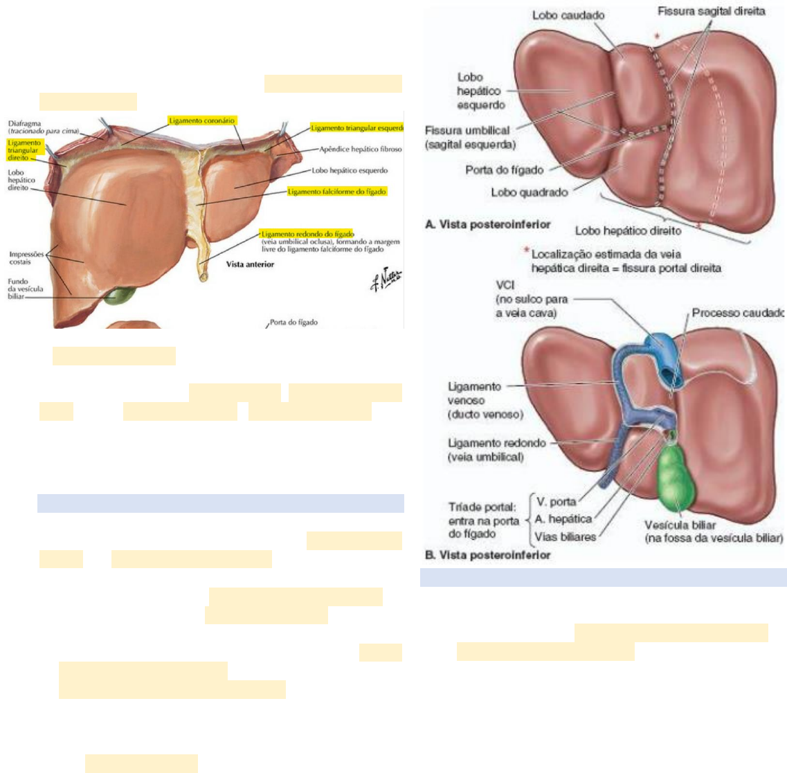 Modelo De Anatomia Do Lobulo Do Figado Anatomia Fígado (resumo)