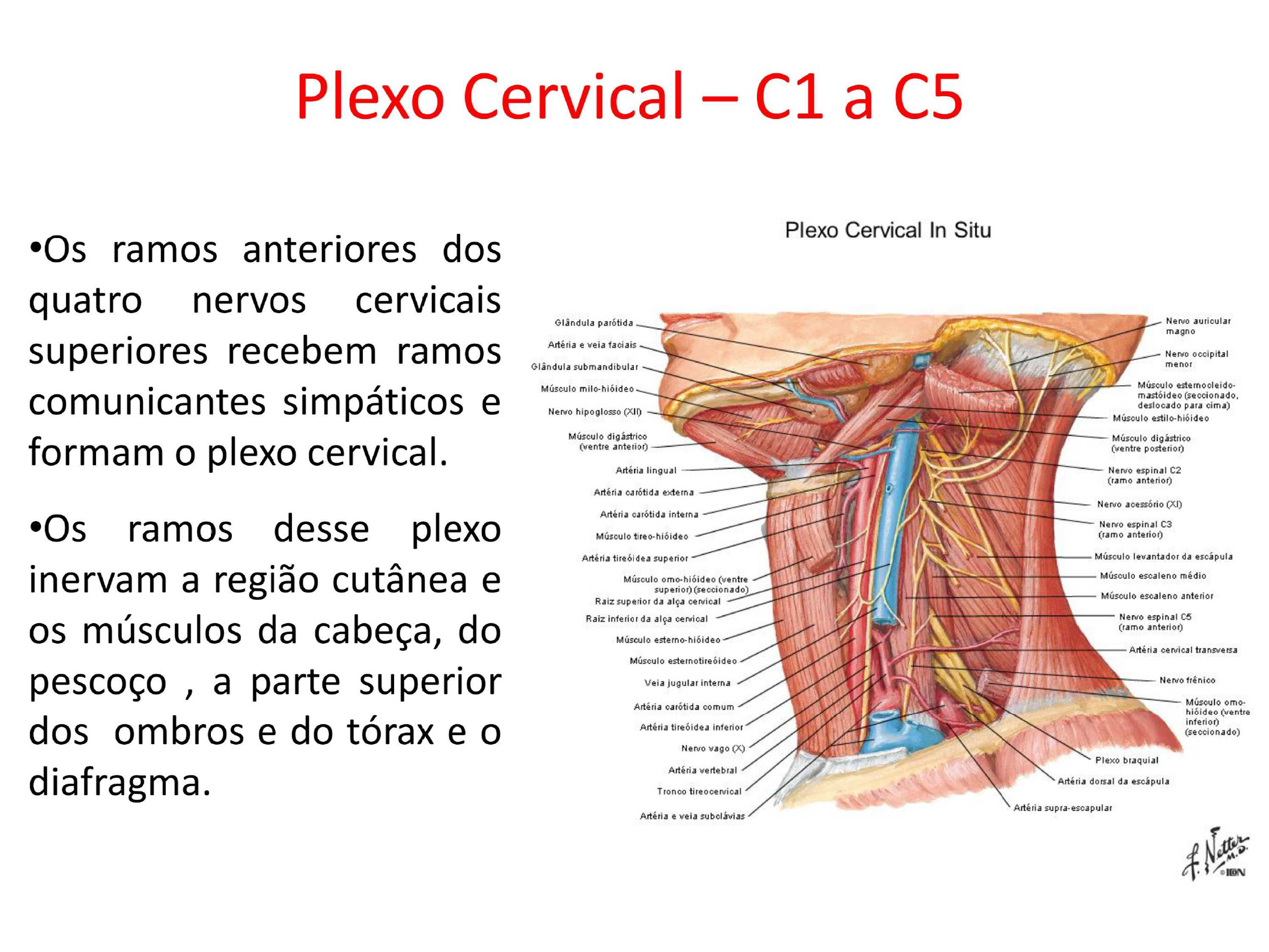 Plexo Cervical Anatomia Papel E Caneta Vlr Eng Br