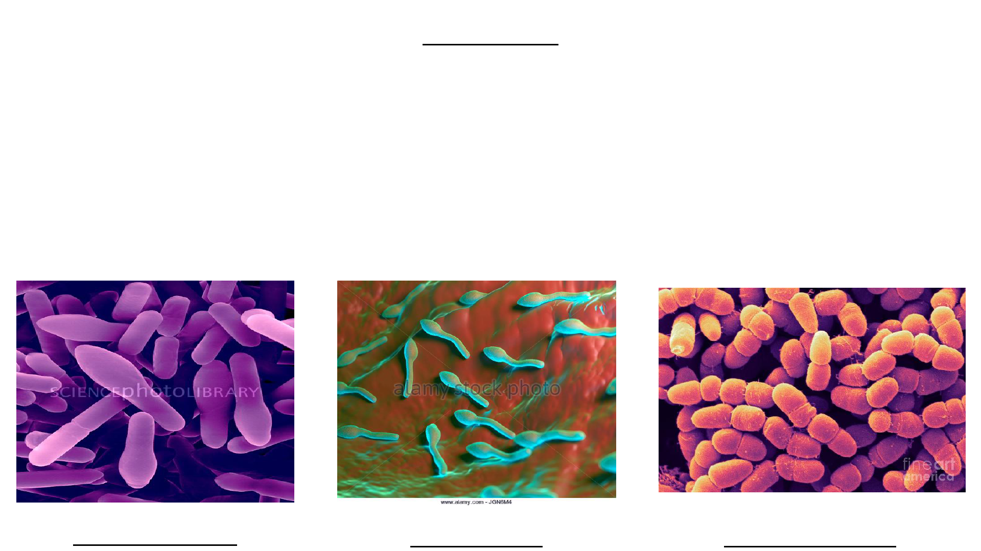 Grátis: Clostridium tetani - Material Claro e Objetivo em PDF para Estudo  Rápido, image size:1920x1080