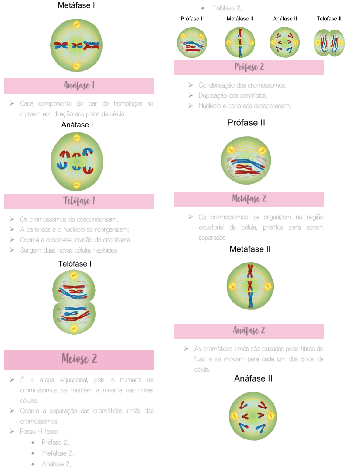 Meiose | Concise Medical Knowledge, image size:1134x1551