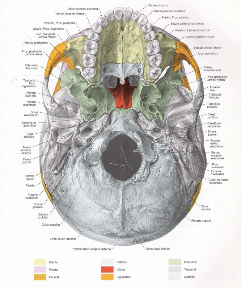 Cranio Anatomia I