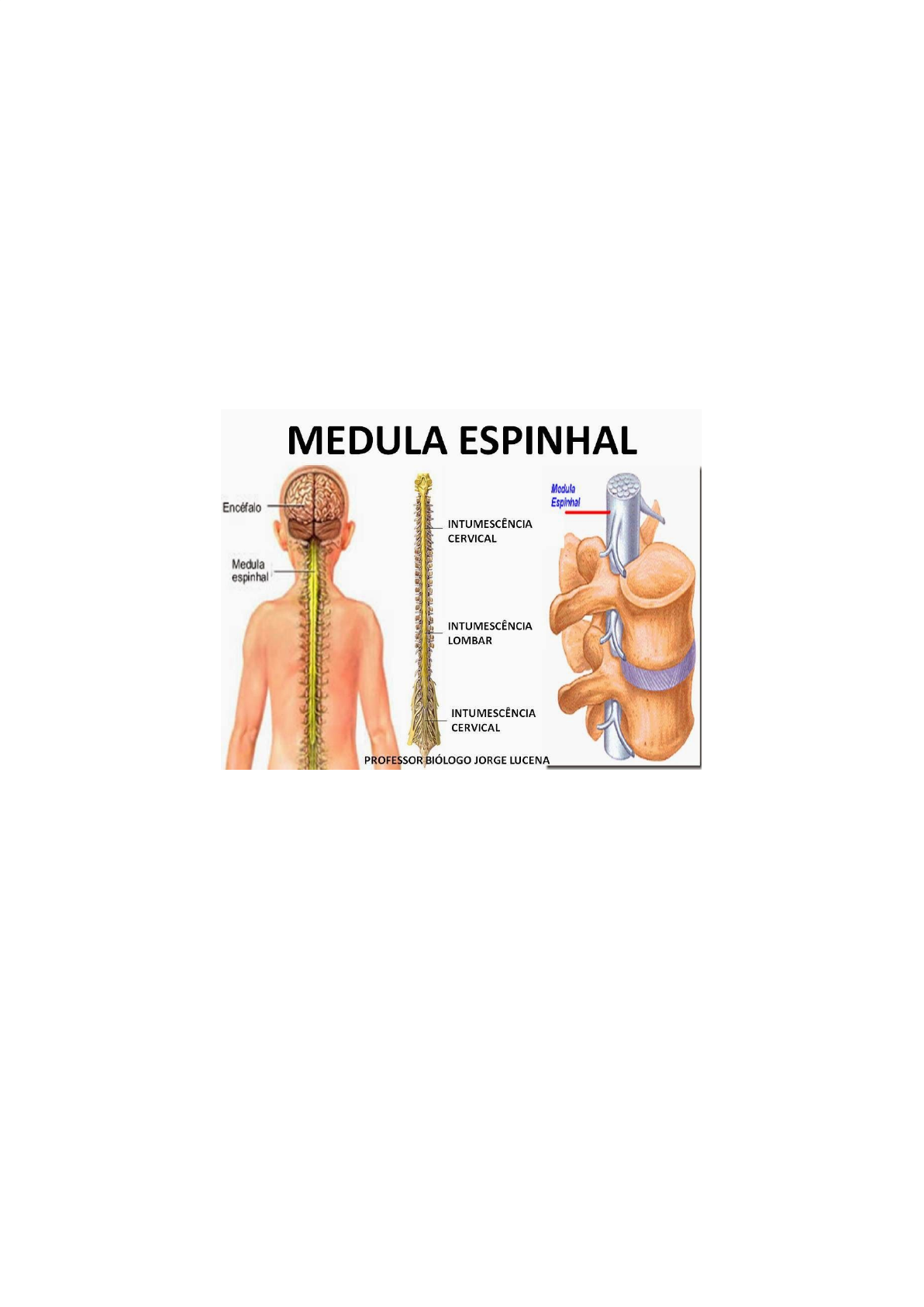 Resumo Medula Espinhal Neuroanatomia E Neurofisiologia