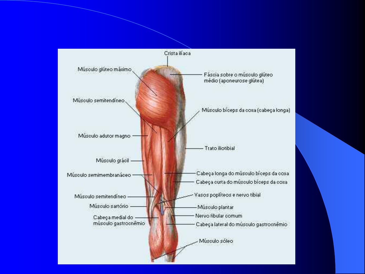 Grátis: membros inferiores - Material Claro e Objetivo em PDF para Estudo  Rápido, image size:1440x1080