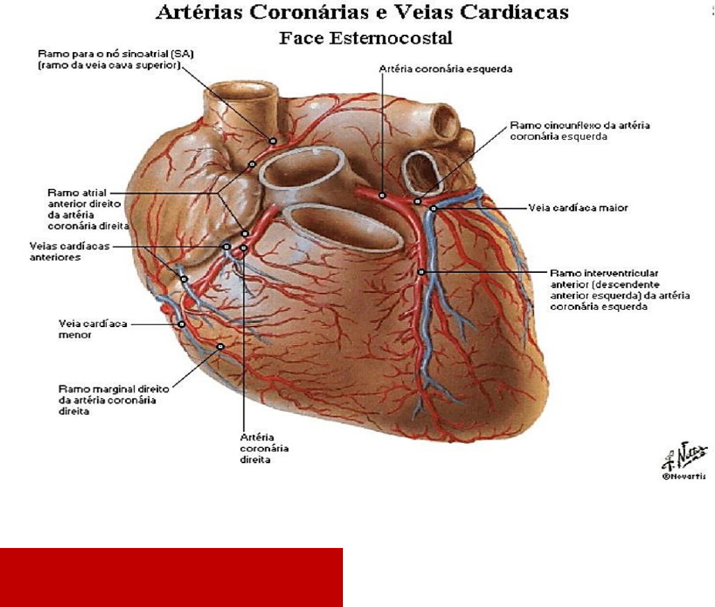 artérias coronárias posteriores