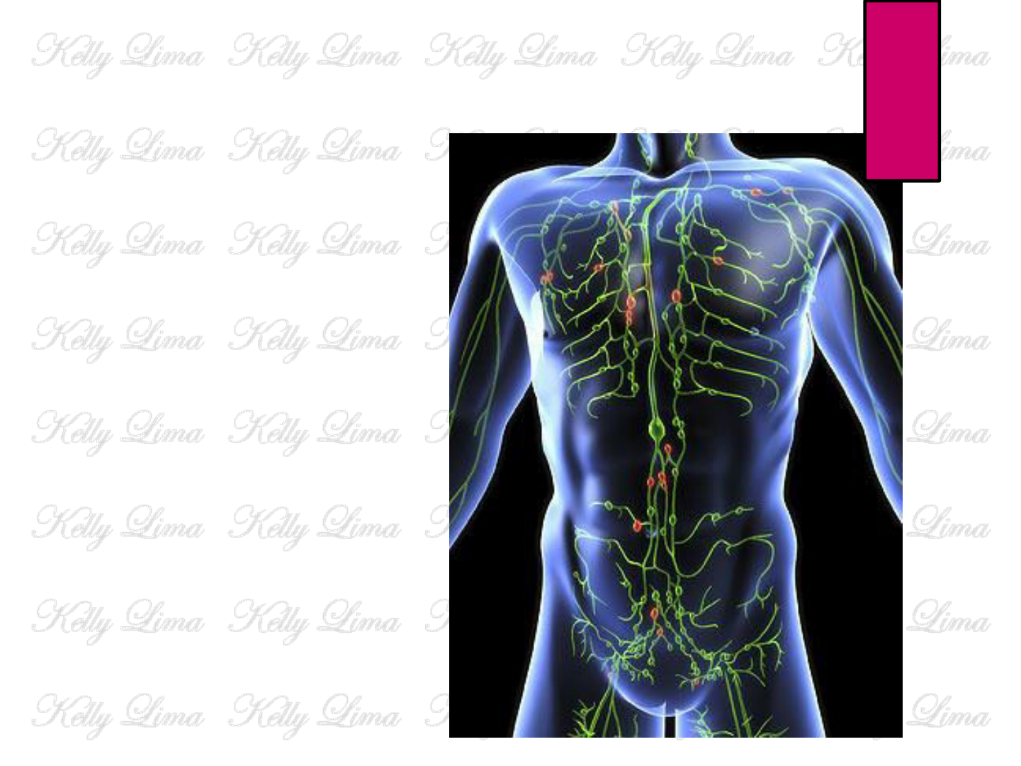 Anatomia Revisao Sistema Linf Tico Anatomia I