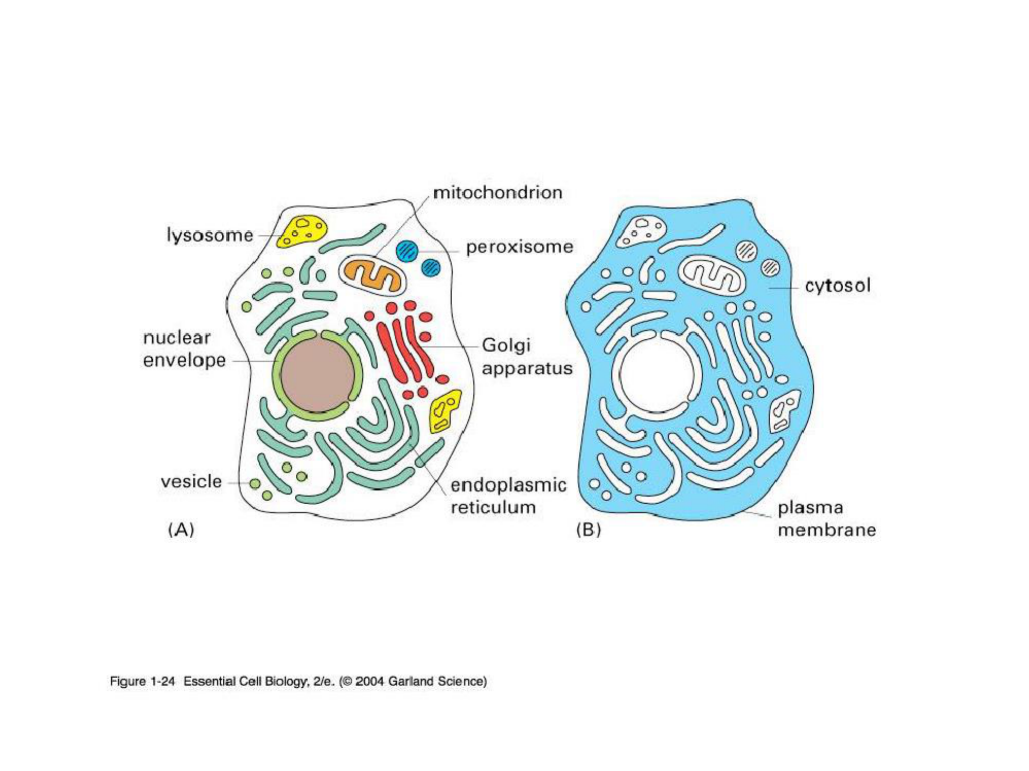 Основные мембранные структуры клетки