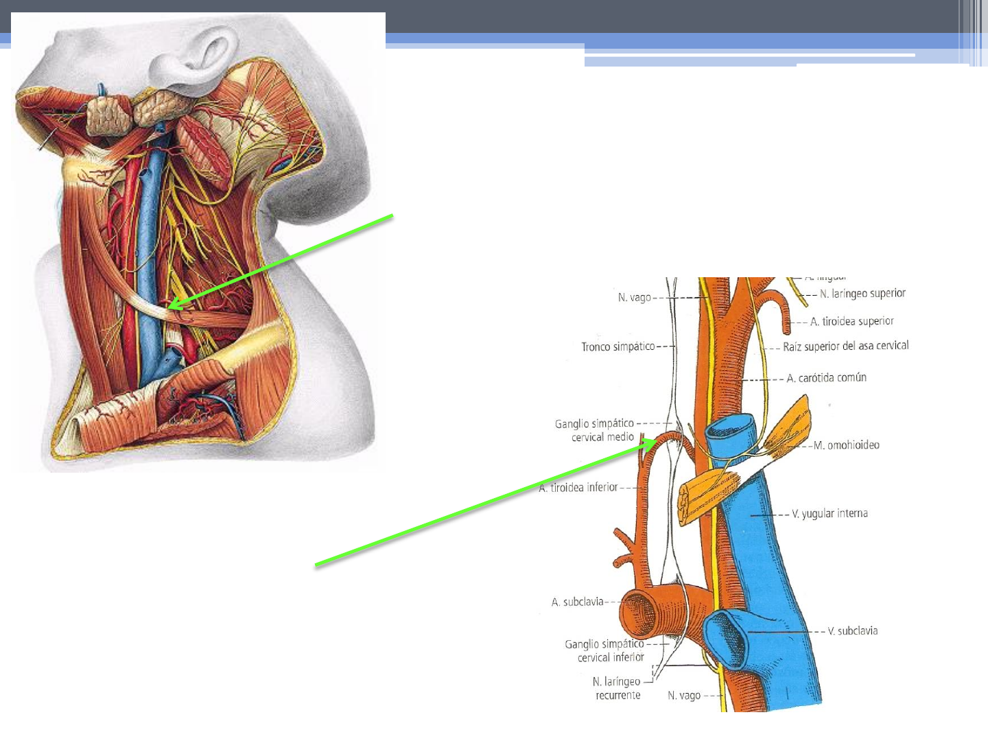 ganglio cervical medio