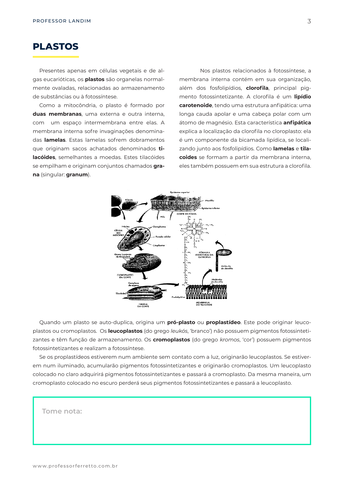 PPT - FOTOSSÍNTESE PowerPoint Presentation, free download - ID:5949369, image size:1191x1684