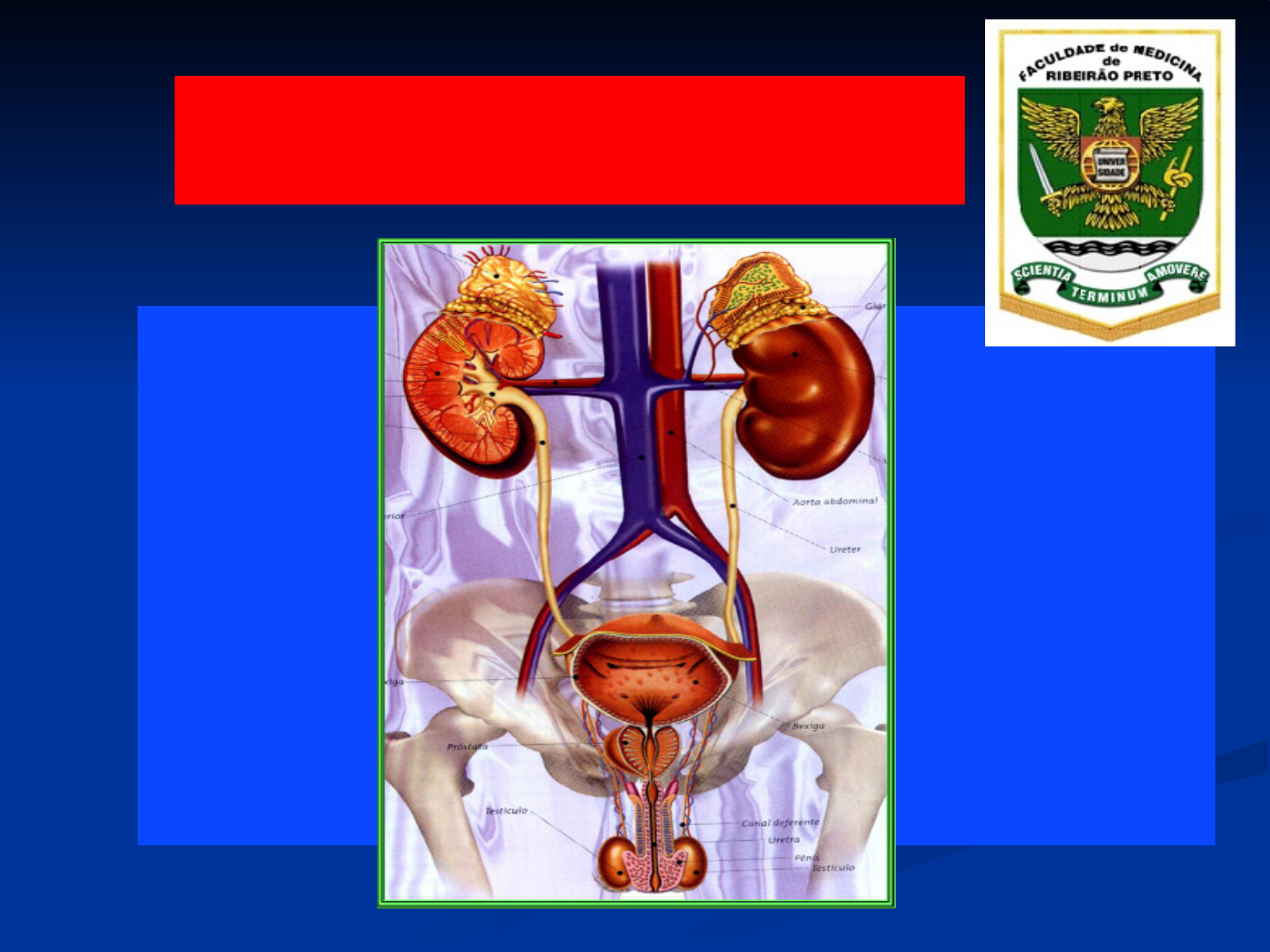 Anatomia Do Sistema Urin Rio