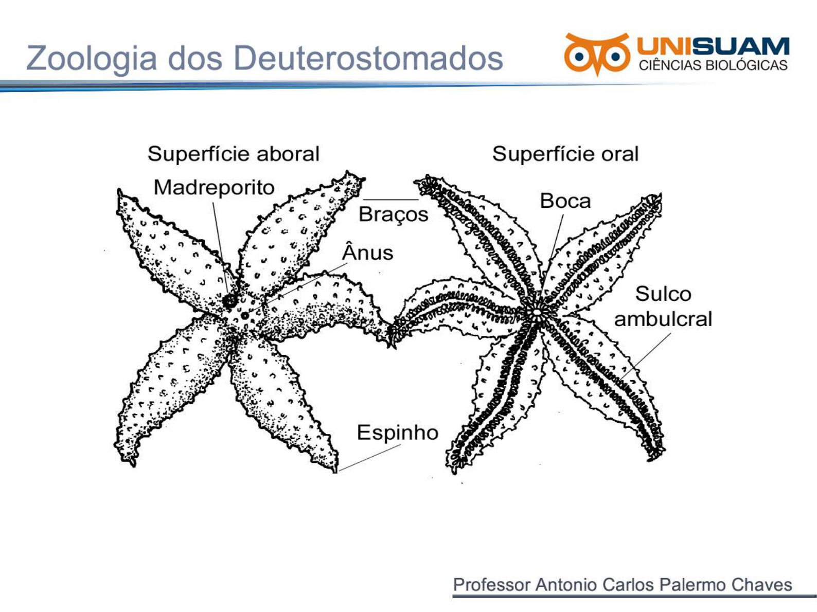 File:Sutura del utero.JPG - Wikimedia Commons