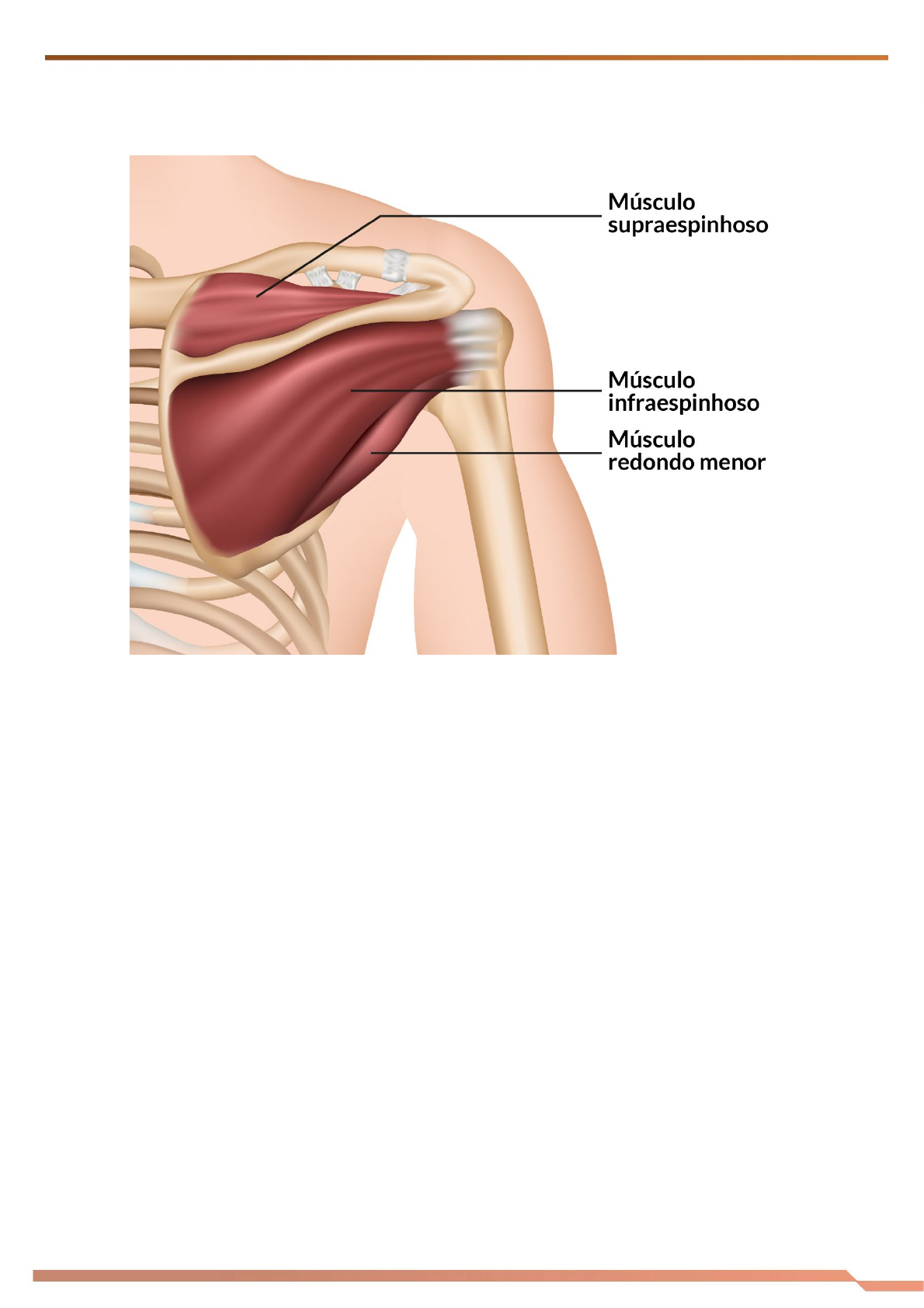 Sternum - WikiMSK