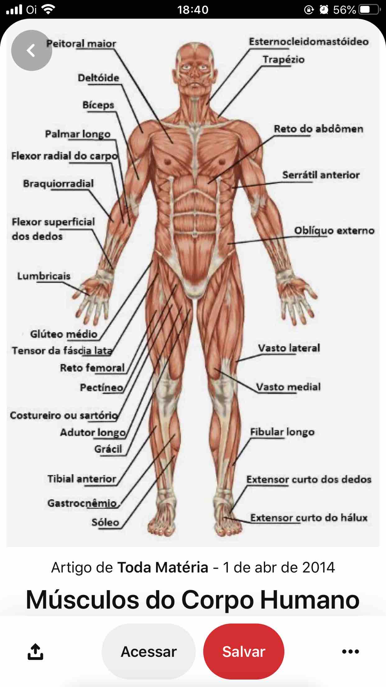 Sistema Muscular Nome Dos Principais Músculos Do Corpo 46 Off 9725