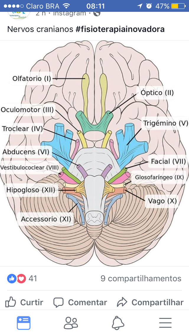 Nervos Cranianos Neuroanatomia e Neurofisiologia Nervos Cranianos Neuroanatomia e Neurofisiologia