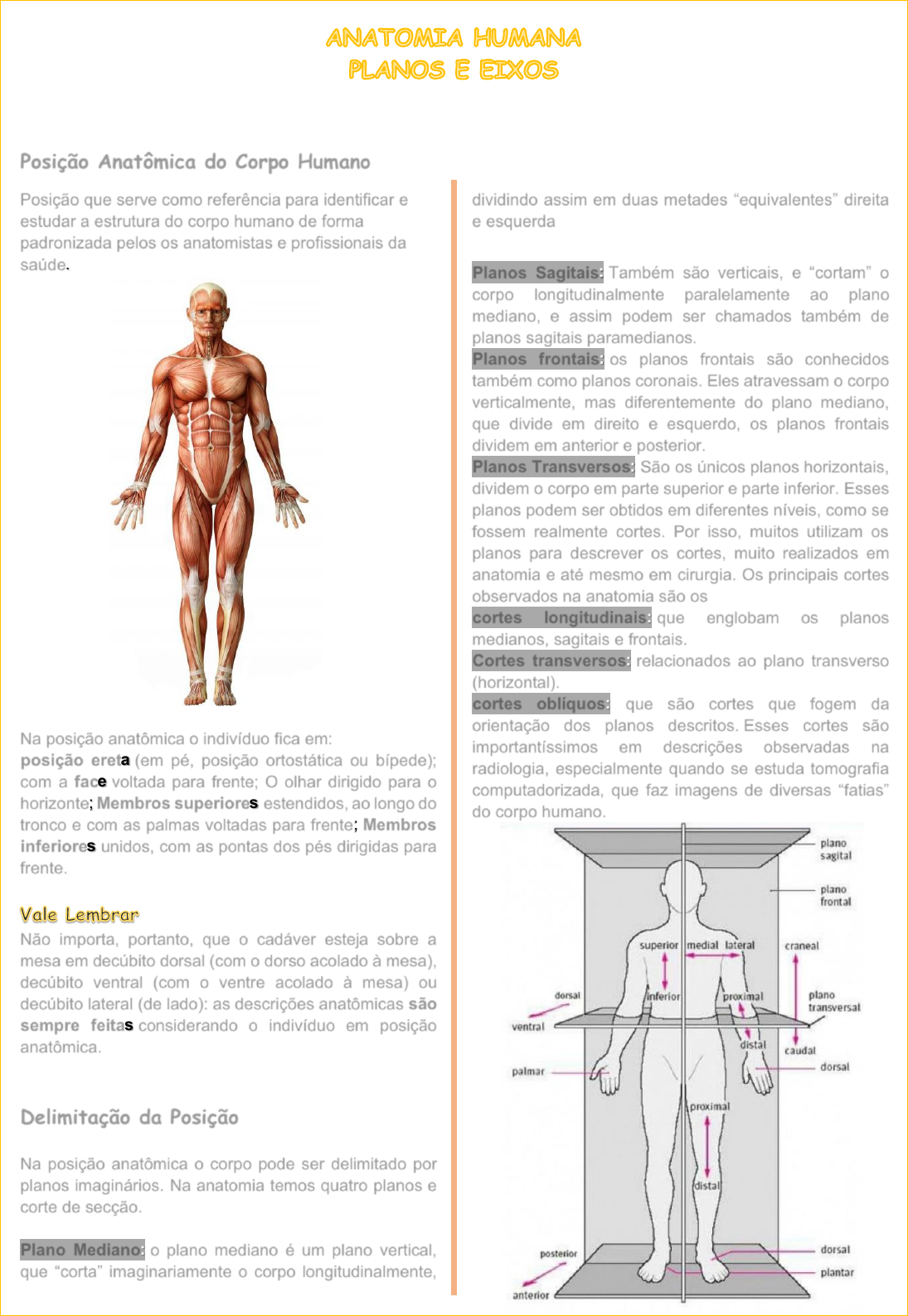 Planos De Posicao Anatomica