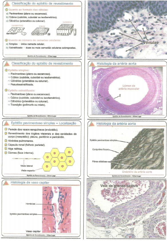 Slides Tecido Epitelial De Revestimento Histologia I