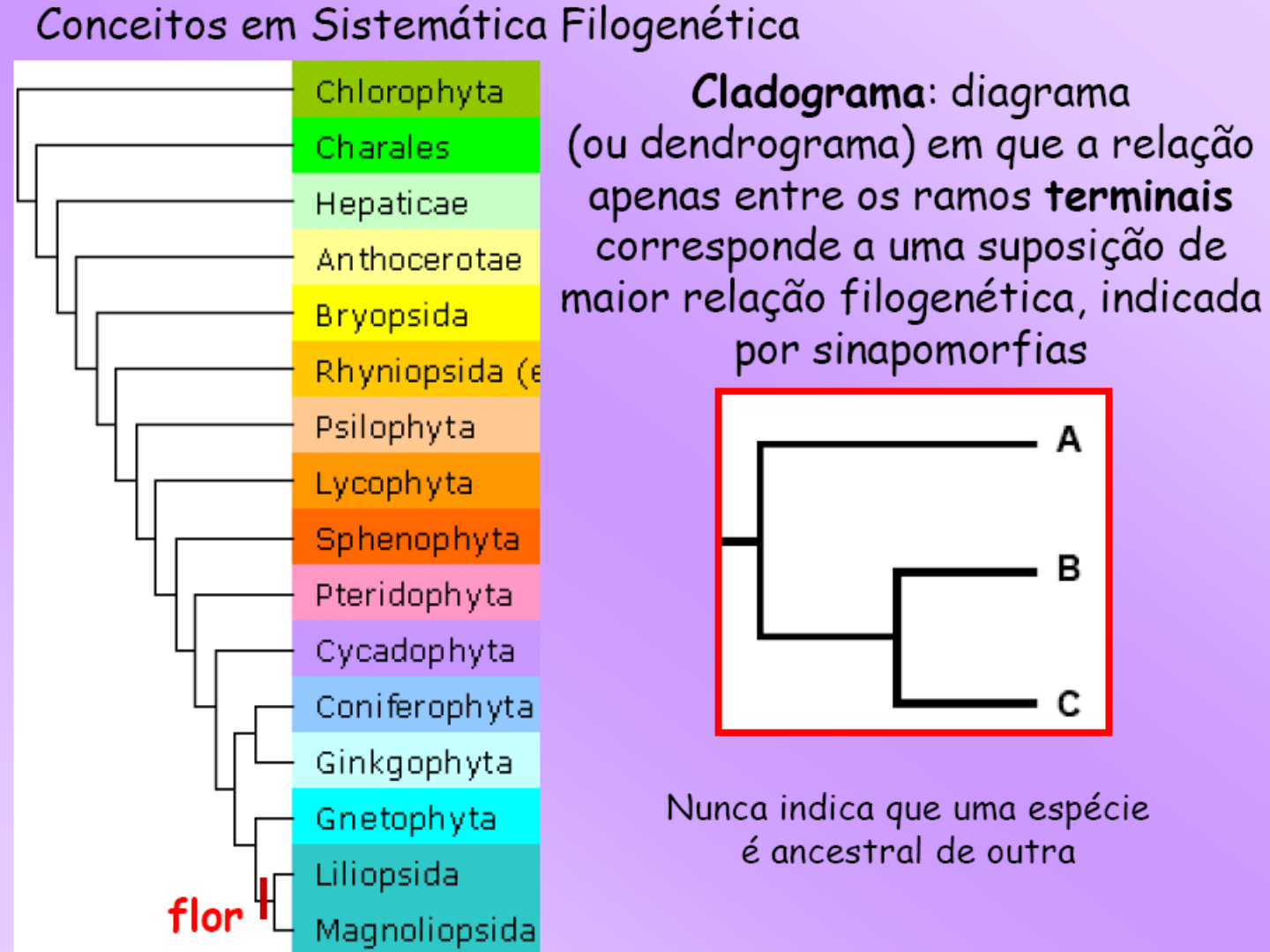 Plohophorini glyptodonts (Xenarthra, Cingulata) from the late Neogene of  northwestern Argentina. Insight into their diversity, evolutionary history,  and paleobiogeography | Journal of Mammalian Evolution, image size:1440x1080