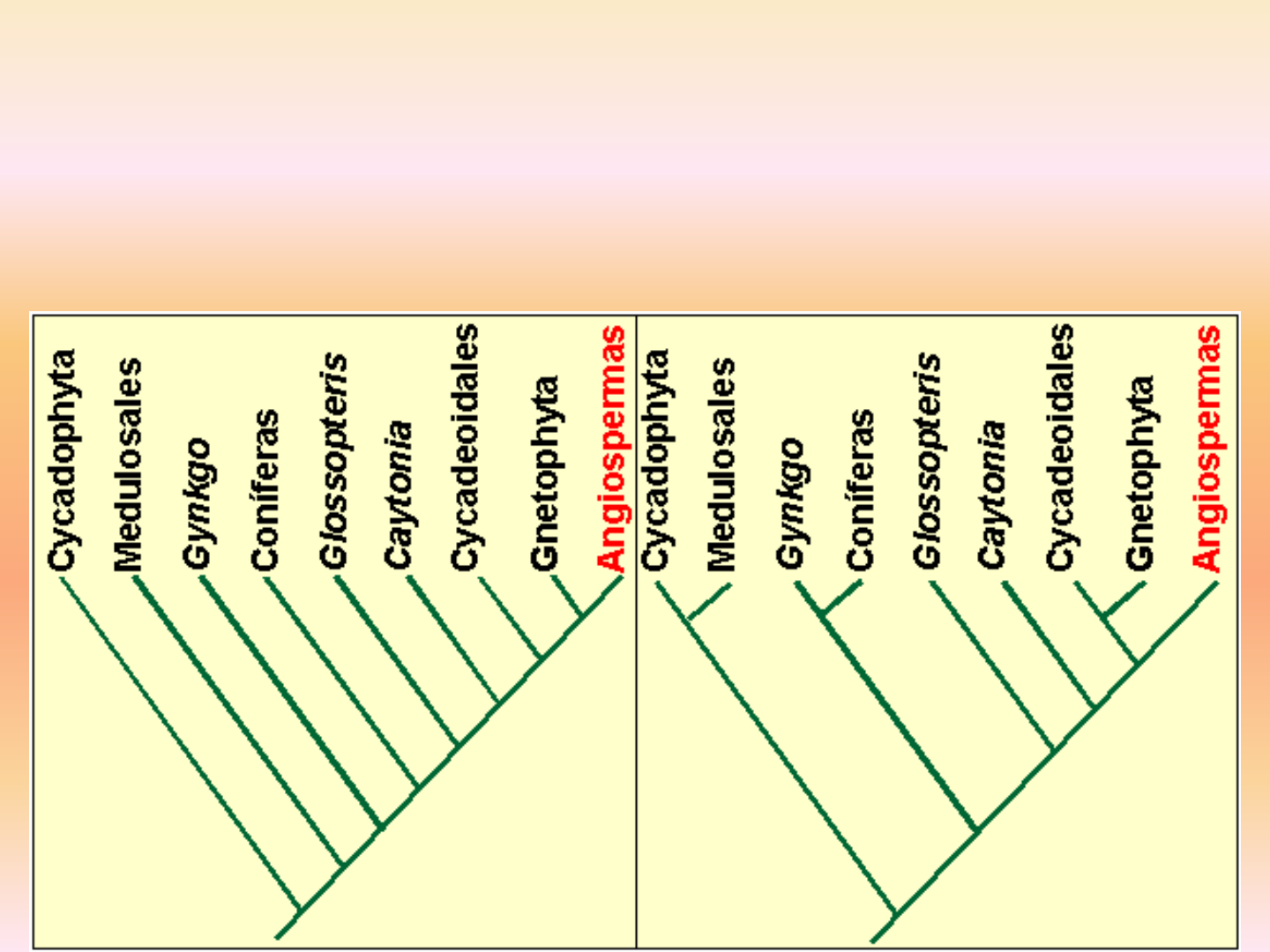 Grátis: Aula 4 Filogenia e Chaves dicotomicas - Material Claro e Objetivo  em PDF para Estudo Rápido, image size:1440x1080