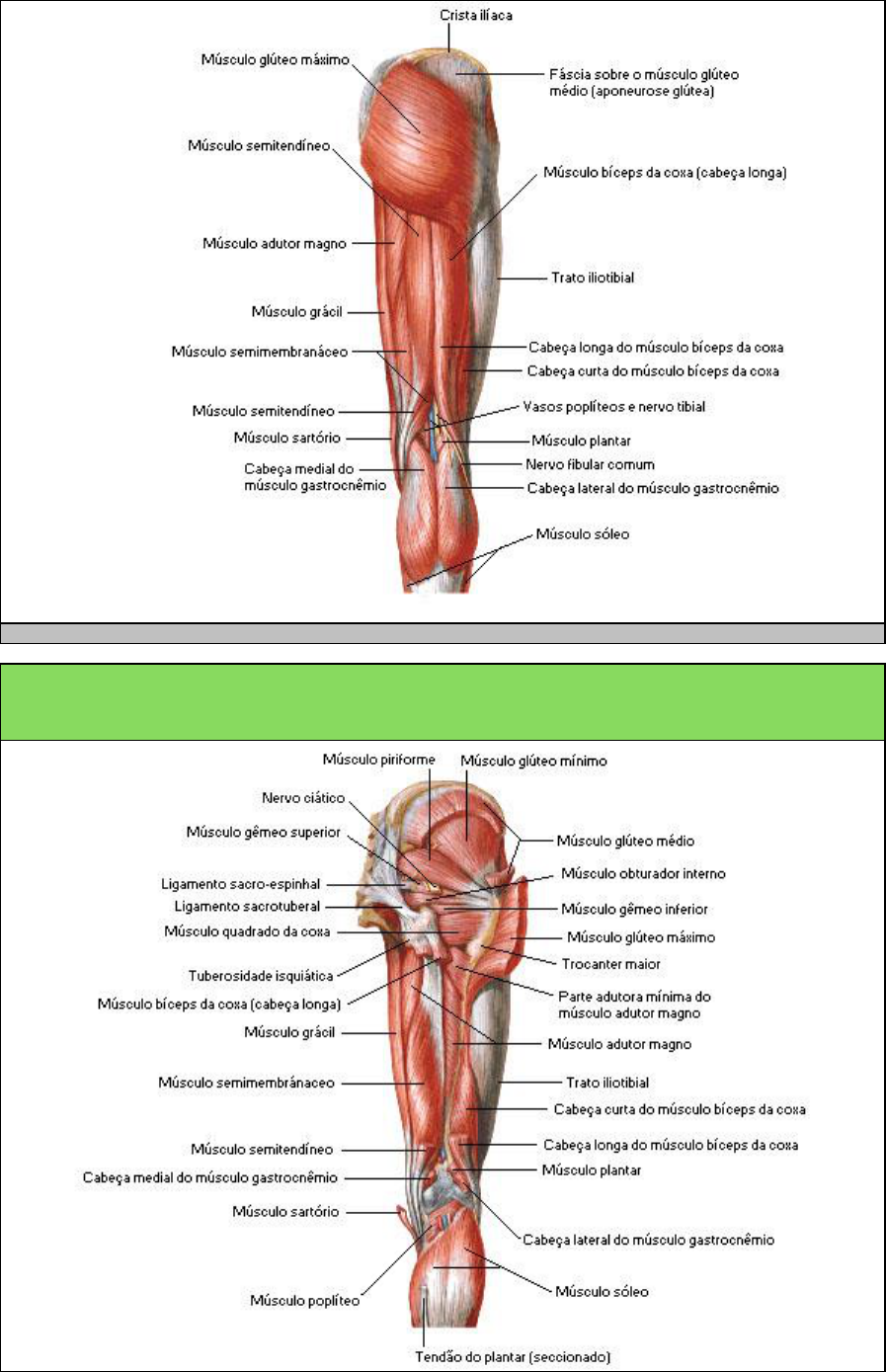 Grátis: Músculos da Coxa - Material Claro e Objetivo em PDF para Estudo  Rápido, image size:897x1389