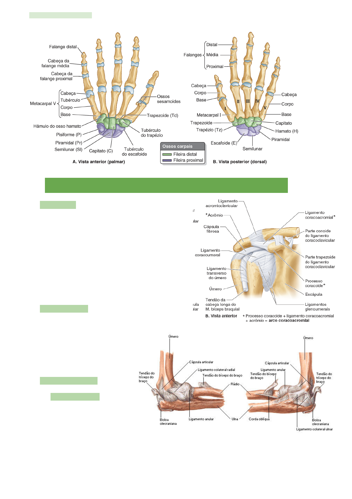 Grátis: ANATOMIA TOPOGRÁFICA DOS MMSS - OSSOS acidentes, ligamentos e  articulações - Material Claro e Objetivo em PDF para Estudo Rápido, image size:1191x1684
