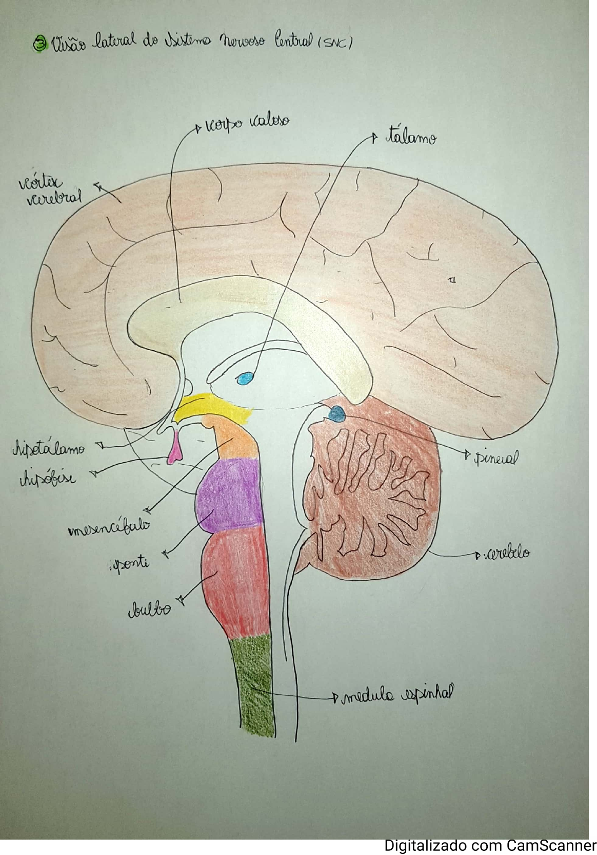 Desenho Anatomia Do Cérebro - Neurofisiologia