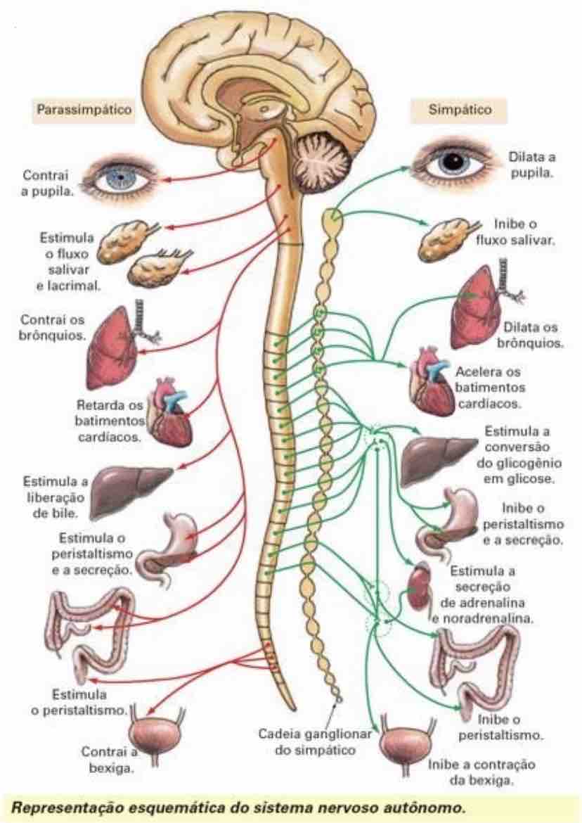 Sistema Nervoso Simpático E Parassimpático Fisiologia I 1857