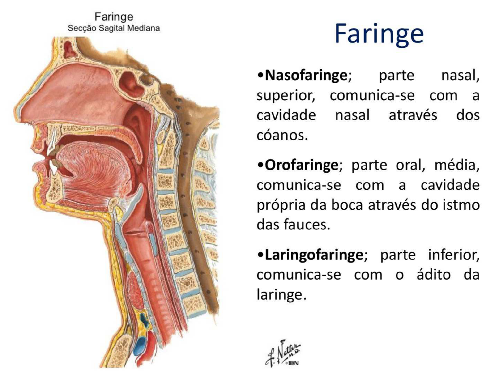 São Responsáveis Pela Inervação Da Orofaringe E Laringofaringe Os Nervos