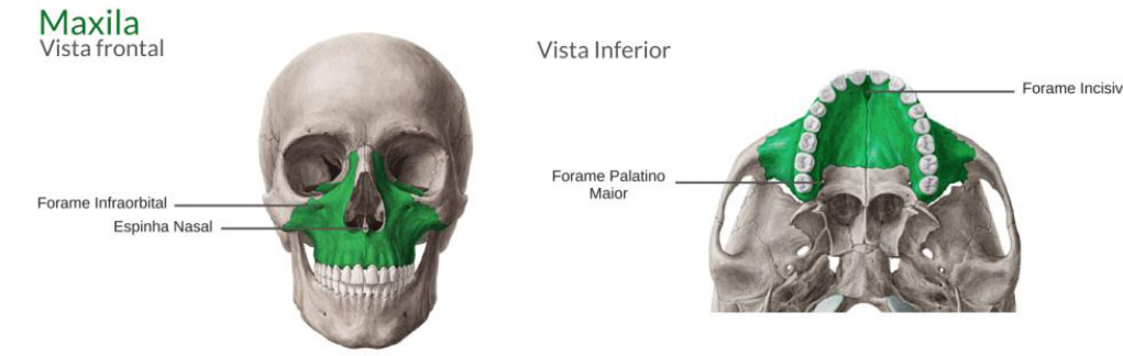 Anatomia maxila e mandibula - anatomia maxila e mandibula
