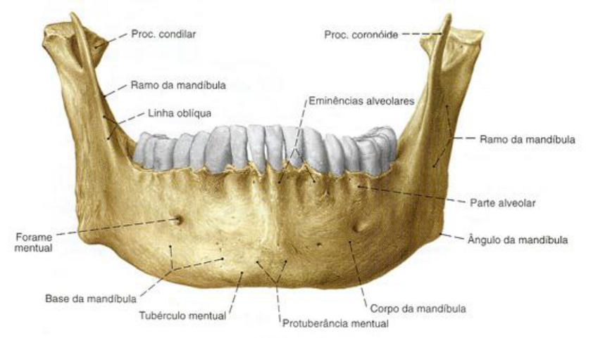 acidente maxilar e mandibula