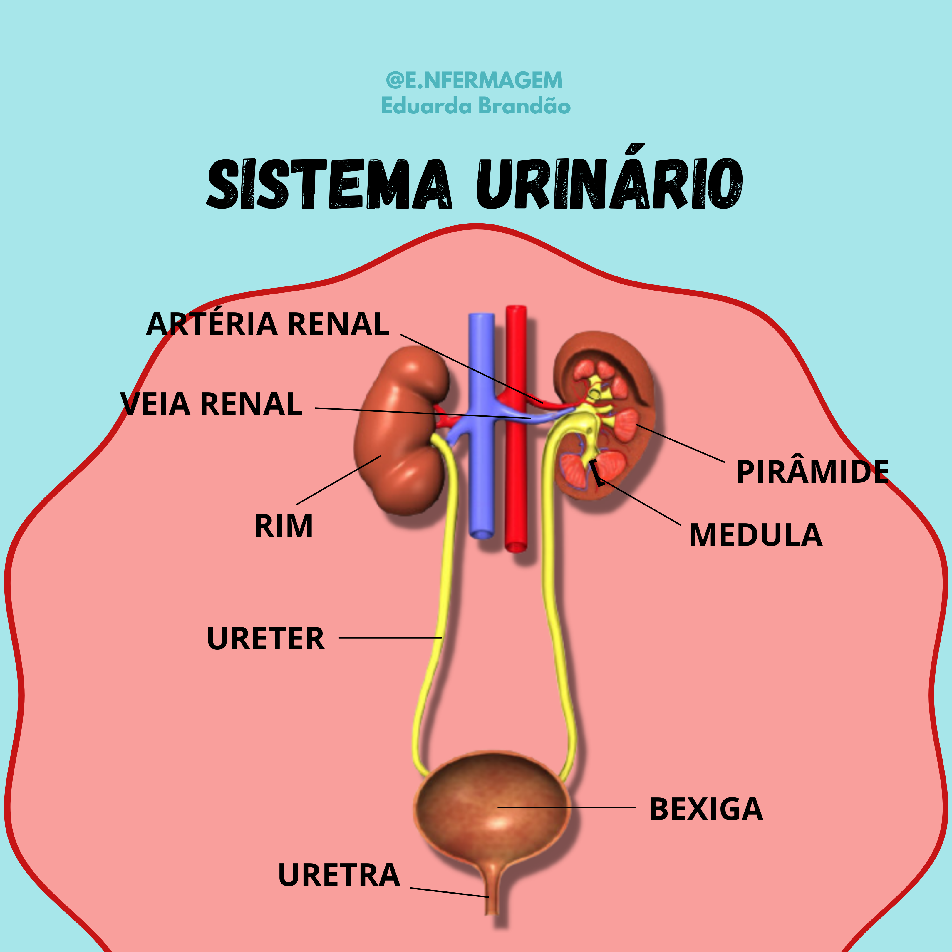 Sistema Urinário Anatomia I 