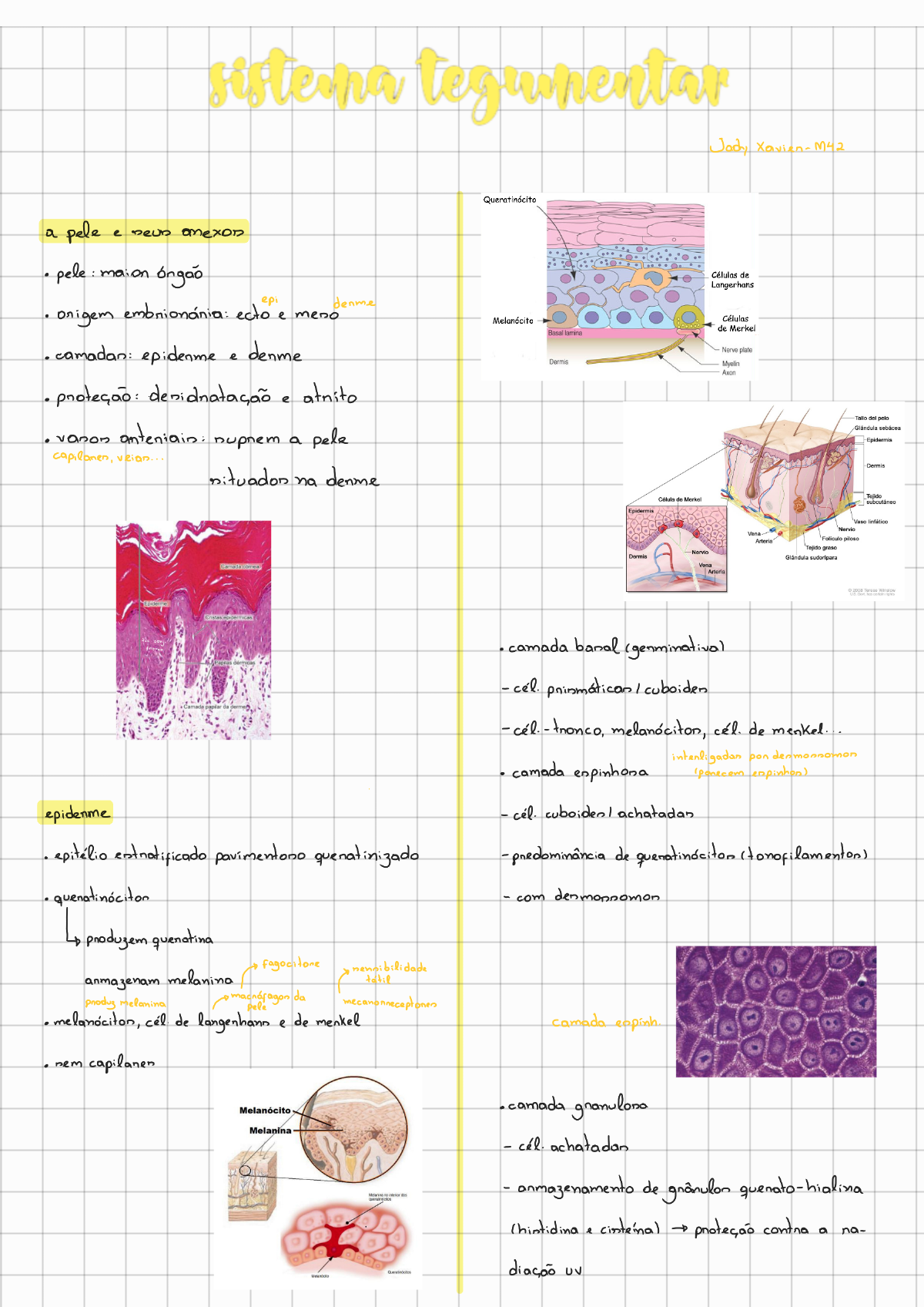 Sistema Tegumentar - Histologia E Embriologia