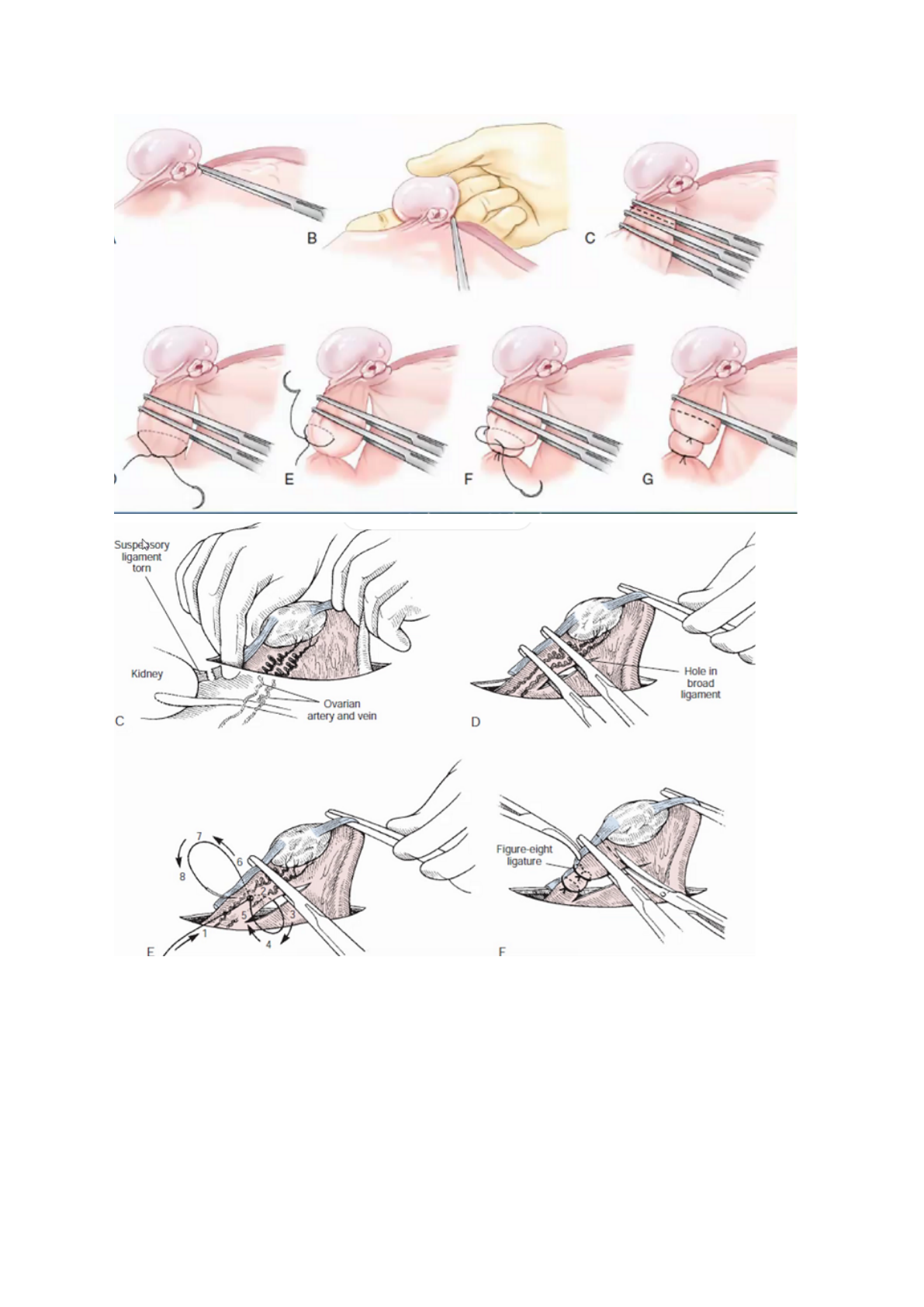 Anatomía._.Veterinaria 🍃 (@wildsheid_col) · Brazil · Instagram photos and  videos, image size:1191x1684