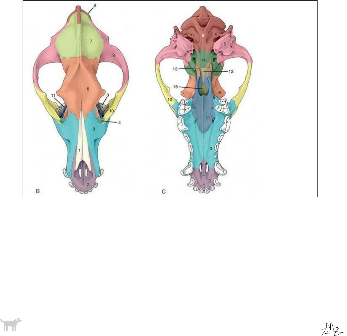 Osso ​ mandíbula (aspecto lateral).