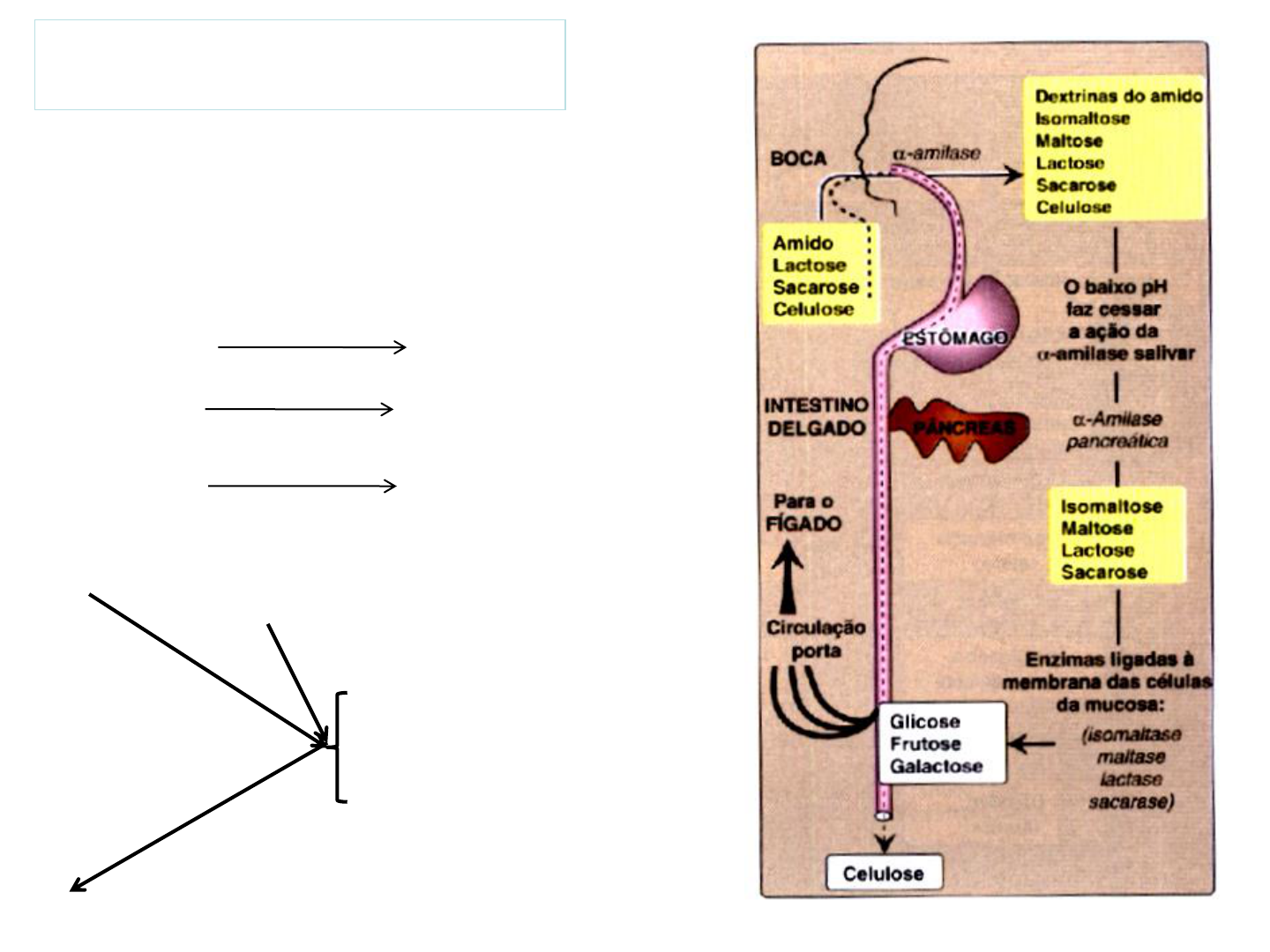 FLA ROSTO_17x24cm_BIOQUIMICA  ESQUEMATIZADA_52x24cm_SANAR_2023_ABR_B_v02.indd 1 16/05/2023 14:29  Bioquimica esquematizada_16_, image size:1440x1080