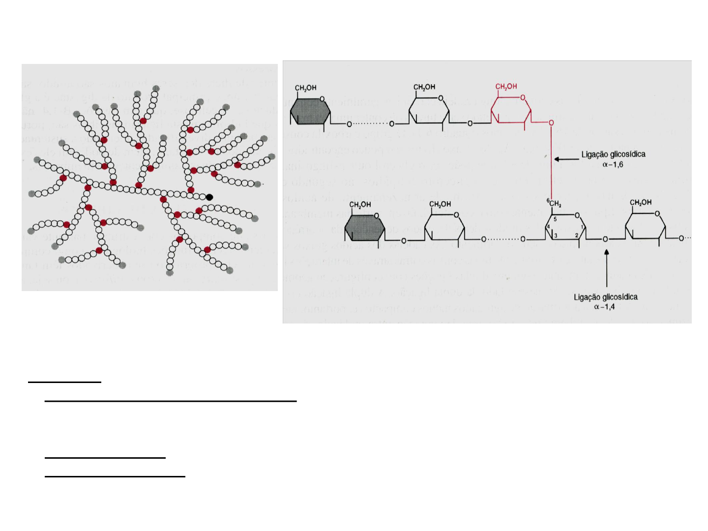 Candida auris, O SUPERFUNGO. RECIFE/2023, image size:1440x1080