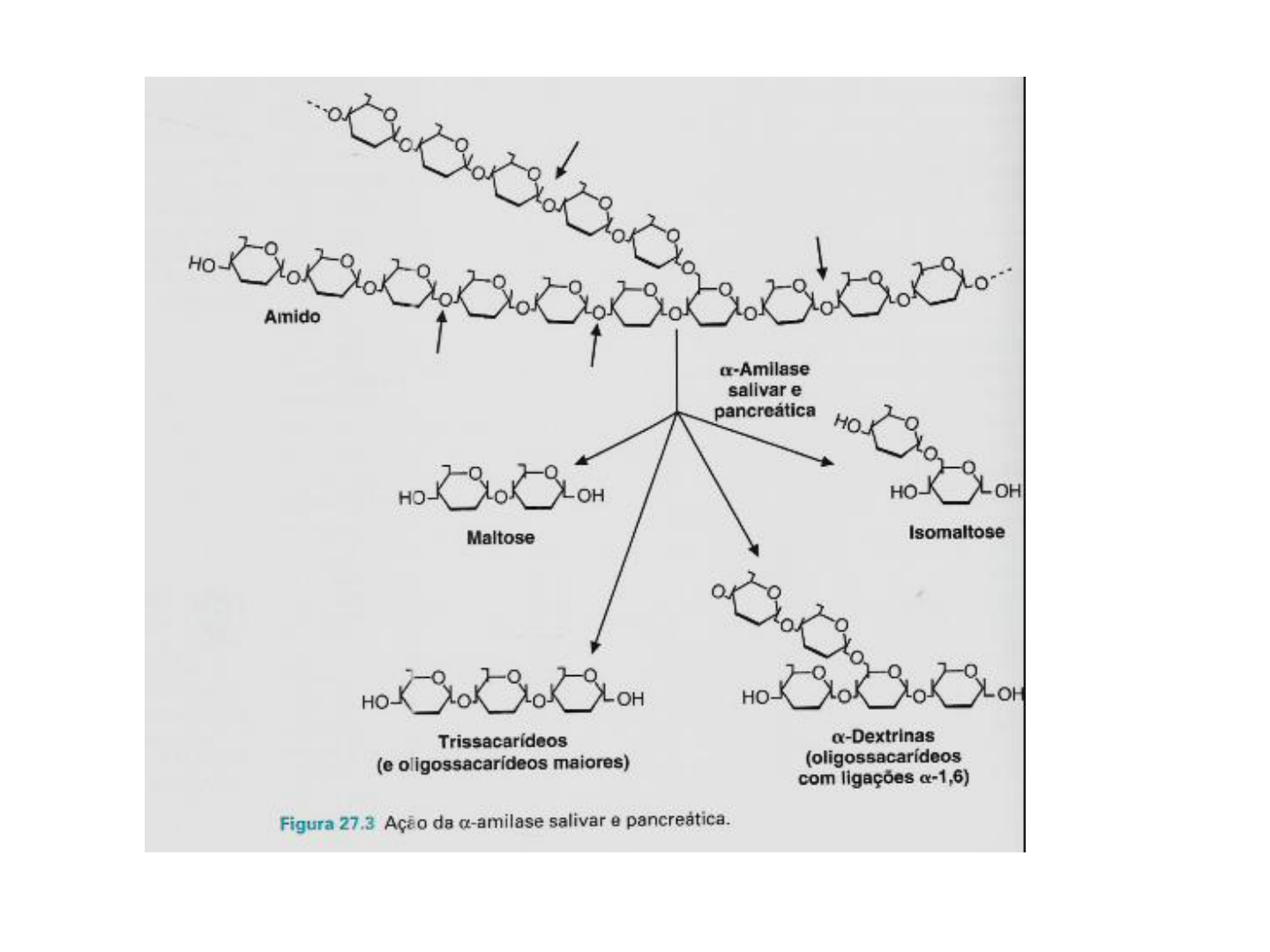 Grátis: digestão, absorção e metabolismo energético de carboidratos -  Material Claro e Objetivo em PDF para Estudo Rápido, image size:1440x1080