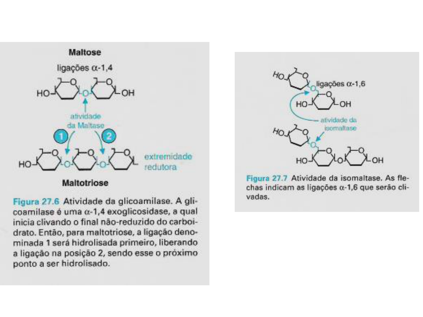 AULA I Nutrição e Metabolismo | PDF | Metabolismo | Trifosfato de adenosina, image size:1440x1080