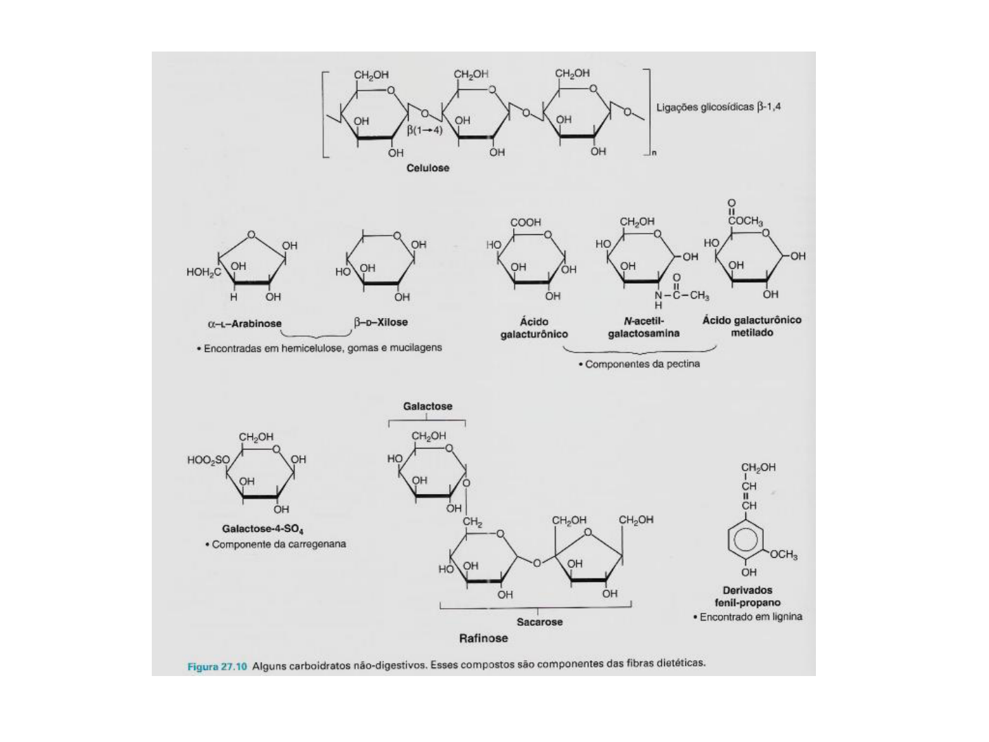 Grátis: digestão, absorção e metabolismo energético de carboidratos -  Material Claro e Objetivo em PDF para Estudo Rápido, image size:1440x1080