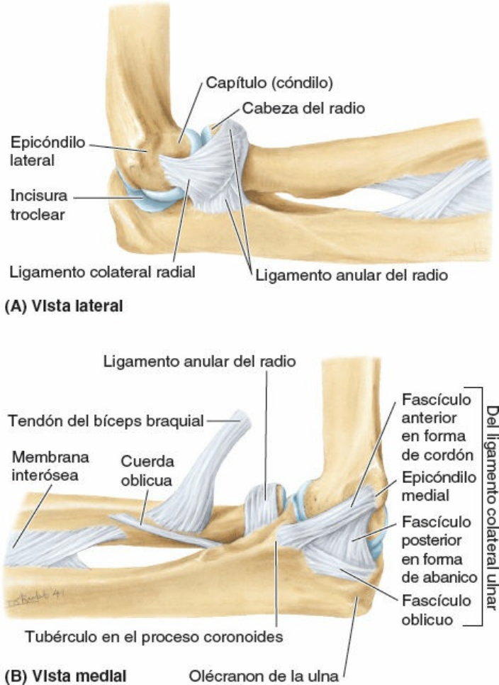 ligamento colateral lateral del codo