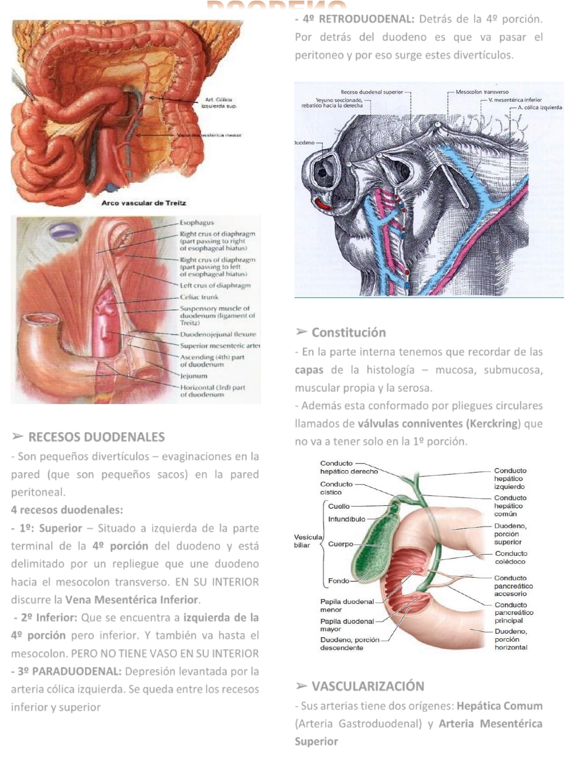 ampolla de vater histología