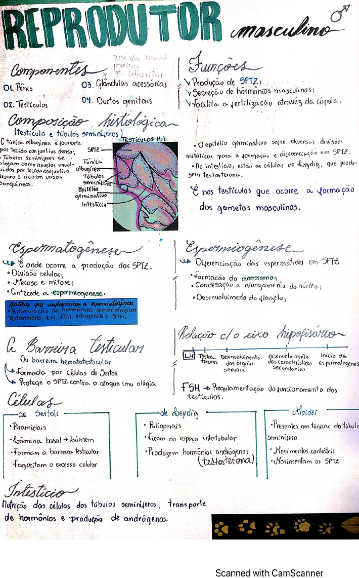 Reprodutor Masculino Rafaela M Neto Histologia E Embriologia