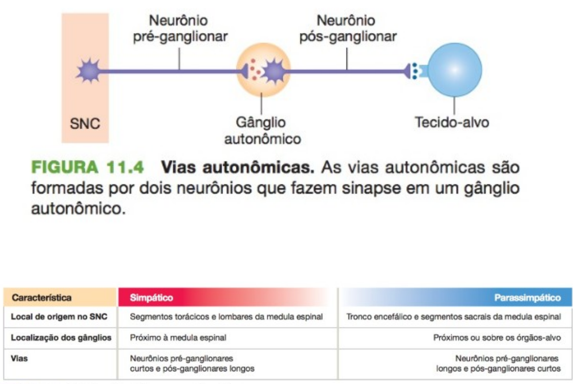 Neurotransmissores e receptores adrenérgicos | by Victor